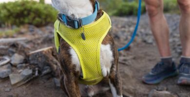 arnes ruffwear perro